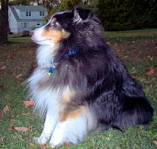 Cody